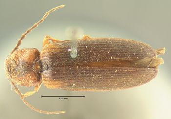 Media type: image;   Entomology 33762 Aspect: habitus dorsal view
